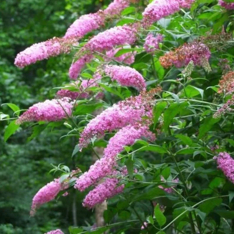 Pink Buddleia Live Plant – Butterfly Bush – 4 inch Pot – Outdoor Shrub - Image 2