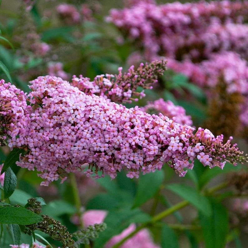 Pink Buddleia Live Plant – Butterfly Bush – 4 inch Pot – Outdoor Shrub - Image 1
