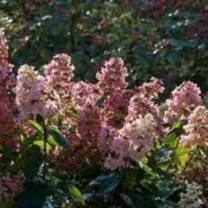 Pink Diamond Hydrangea Paniculata Live Plant - Deciduous Shrub - 6-8 Inch Starter - Image 1