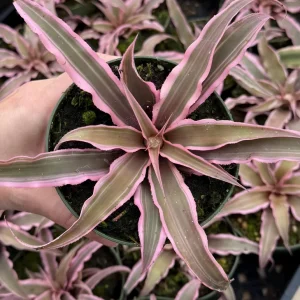 Pink Earth Star Plant Cryptanthus Le Rey Live Plant 2.5" Pot Tropical Houseplant - Image 2
