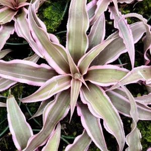 Pink Earth Star Plant Cryptanthus Le Rey Live Plant 2.5