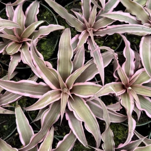 Pink Earth Star Plant Cryptanthus Le Rey Live Plant 2.5