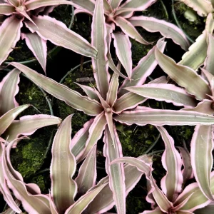 Pink Earth Star Plant Cryptanthus Le Rey Live Plant 2.5