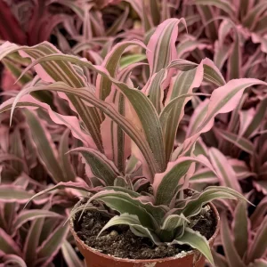 Pink Earth Star Plant Cryptanthus Le Rey Live Plant 2.5