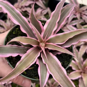 Pink Earth Star Plant Cryptanthus Le Rey Live Plant 2.5" Pot Tropical Houseplant - Image 1