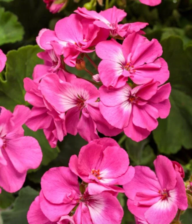 Pink Geranium Live Plant - Pelargonium - Flowering Plant for Garden, Patio, Containers - 2-5" Tall - Image 2