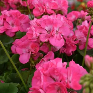 Pink Geranium Live Plant - Pelargonium - Flowering Plant for Garden, Patio, Containers - 2-5