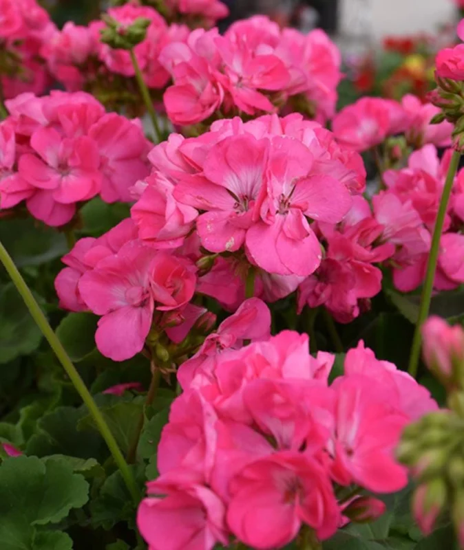 Pink Geranium Live Plant - Pelargonium - Flowering Plant for Garden, Patio, Containers - 2-5" Tall - Image 3