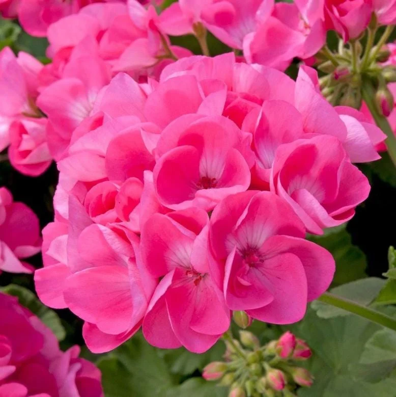 Pink Geranium Live Plant - Pelargonium - Flowering Plant for Garden, Patio, Containers - 2-5" Tall - Image 1