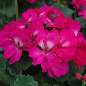 Pink Geranium Live Plant - Pelargonium - Flowering Plant for Garden, Patio, Containers - 2-5