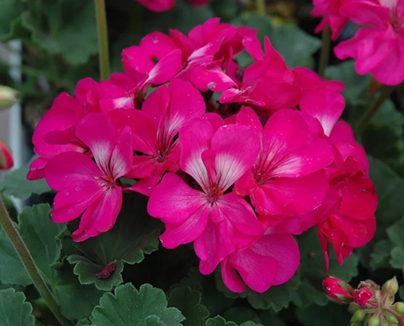 Pink Geranium Live Plant - Pelargonium - Flowering Plant for Garden, Patio, Containers - 2-5" Tall - Image 4