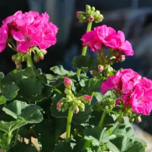 Pink Geranium Live Plant - Pelargonium - Flowering Plant for Garden, Patio, Containers - 2-5