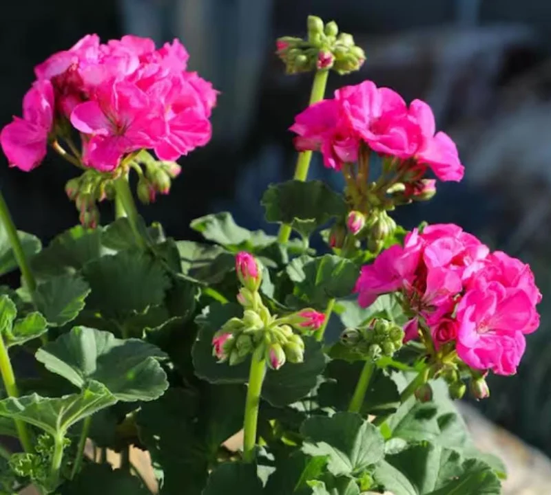 Pink Geranium Live Plant - Pelargonium - Flowering Plant for Garden, Patio, Containers - 2-5" Tall - Image 5