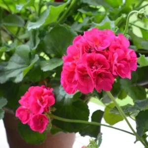 Pink Geranium Live Plant - Pelargonium - Flowering Plant for Garden, Patio, Containers - 2-5