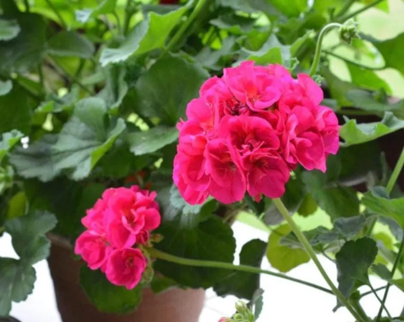 Pink Geranium Live Plant - Pelargonium - Flowering Plant for Garden, Patio, Containers - 2-5" Tall - Image 6