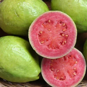 Pink Guava Live Plant 12-14in Tall in Half Gallon Pot - Fruiting Tropical - Image 1