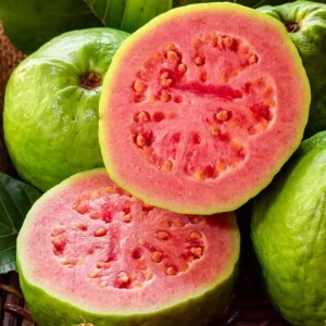 Pink Guava Live Plant – 14-18in Tall – 1 Gallon Pot – Tropical Fruit Tree - Image 1