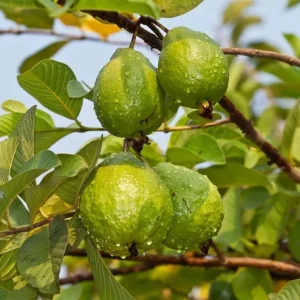 Pink Guava Live Plant – 14-18in Tall – 1 Gallon Pot – Tropical Fruit Tree - Image 2
