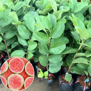 Pink Guava Live Plant – 6-8 inch Tall, 4 inch Pot – Outdoor/Indoor Fruit Tree - Image 2