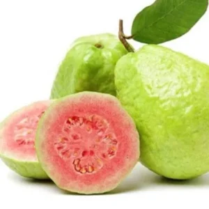 Pink Guava Live Plant - 6 inch Pot - Tropical Fruit Tree - Indoor/Outdoor - Image 1
