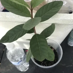 Pink Guava Live Plant - 6 inch Pot - Tropical Fruit Tree - Indoor/Outdoor - Image 3