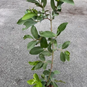 Pink Guava Live Plant – Large 18-22in – 1 Gallon Pot – Fruit Tree - Image 2