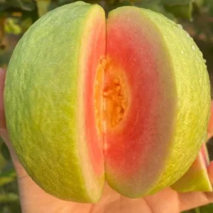 Pink Guava Live Plant – Large 18-22in – 1 Gallon Pot – Fruit Tree - Image 1