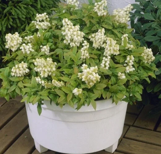Pink Lemonade Blueberry Bush Live Plant - Dwarf Fruit Tree Starter - USDA Zones 4-9 - Image 10