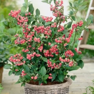 Pink Lemonade Blueberry Bush Live Plant - Dwarf Fruit Tree Starter - USDA Zones 4-9 - Image 2