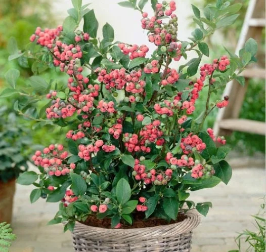 Pink Lemonade Blueberry Bush Live Plant - Dwarf Fruit Tree Starter - USDA Zones 4-9 - Image 2