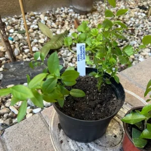 Pink Lemonade Blueberry Bush Live Plant - Dwarf Fruit Tree Starter - USDA Zones 4-9 - Image 3