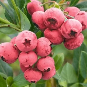 Pink Lemonade Blueberry Bush Live Plant - Dwarf Fruit Tree Starter - USDA Zones 4-9 - Image 6