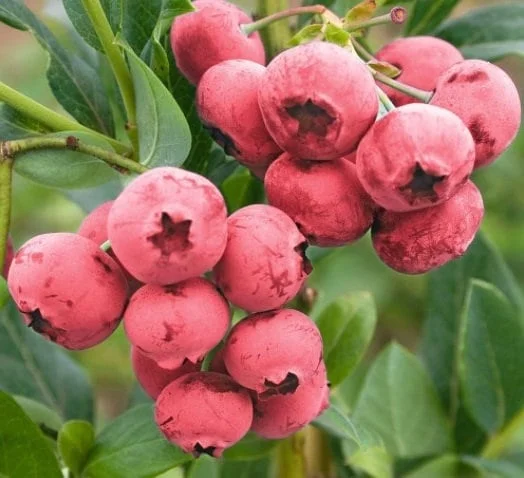 Pink Lemonade Blueberry Bush Live Plant - Dwarf Fruit Tree Starter - USDA Zones 4-9 - Image 6