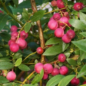 Pink Lemonade Blueberry Bush Live Plant - Dwarf Fruit Tree Starter - USDA Zones 4-9 - Image 7