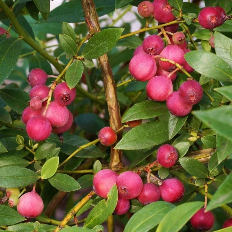Pink Lemonade Blueberry Bush Live Plant - Dwarf Fruit Tree Starter - USDA Zones 4-9 - Image 7