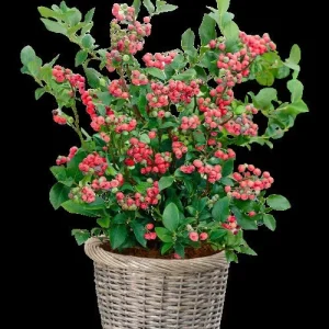 Pink Lemonade Blueberry Bush Live Plant - Dwarf Fruit Tree Starter - USDA Zones 4-9 - Image 1