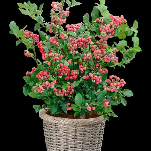 Pink Lemonade Blueberry Bush Live Plant - Dwarf Fruit Tree Starter - USDA Zones 4-9 - Image 1