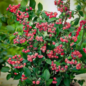 Pink Lemonade Blueberry Bush Live Plant - Dwarf Fruit Tree Starter - USDA Zones 4-9 - Image 8