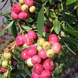 Pink Lemonade Blueberry Bush Live Plant - Dwarf Fruit Tree Starter - USDA Zones 4-9 - Image 9