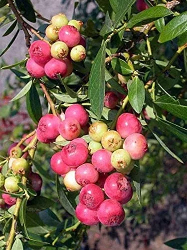 Pink Lemonade Blueberry Bush Live Plant - Dwarf Fruit Tree Starter - USDA Zones 4-9 - Image 9