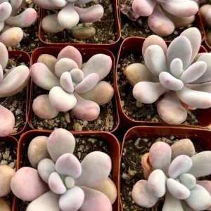 Pink Moonstone Succulent Live Plant - Pachyphytum Oviferum in 2 inch pot - Image 2