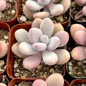 Pink Moonstone Succulent Live Plant - Pachyphytum Oviferum in 2 inch pot - Image 3