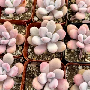 Pink Moonstone Succulent Live Plant - Pachyphytum Oviferum in 2 inch pot - Image 4