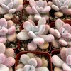 Pink Moonstone Succulent Live Plant - Pachyphytum Oviferum in 2 inch pot - Image 1
