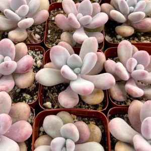 Pink Moonstone Succulent Live Plant - Pachyphytum Oviferum in 2 inch pot - Image 1