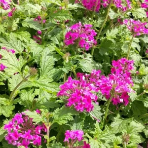 Pink Perennial Verbena Plant - Live Canadensis - 4 inch Tall Outdoor Flower - Image 2