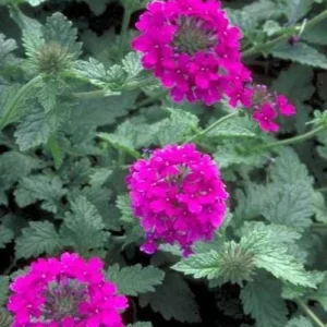 Pink Perennial Verbena Plant - Live Canadensis - 4 inch Tall Outdoor Flower - Image 1