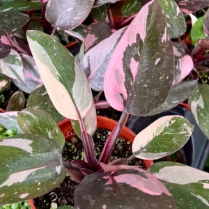Pink Princess Philodendron Live Plant - 4 inch Pot - Variegated Tropical Houseplant - Image 2