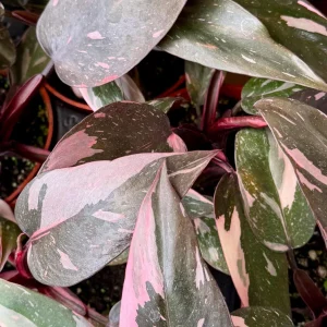 Pink Princess Philodendron Live Plant - 4 inch Pot - Variegated Tropical Houseplant - Image 3