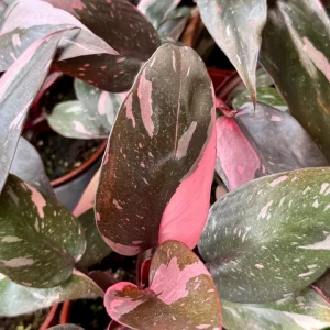 Pink Princess Philodendron Live Plant - 4 inch Pot - Variegated Tropical Houseplant - Image 4